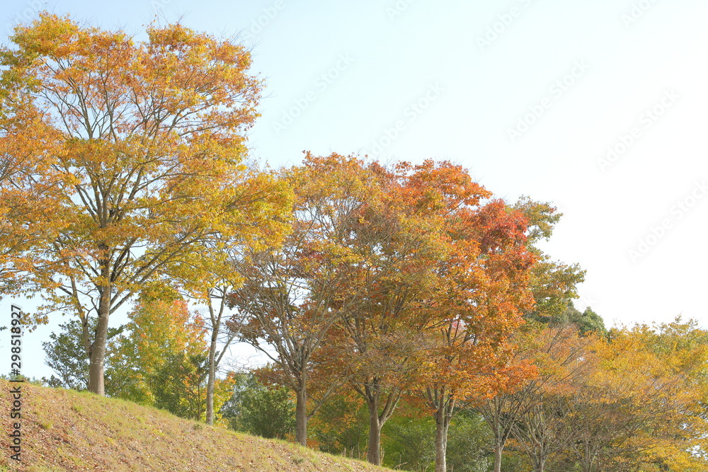 Fototapeta premium 秋