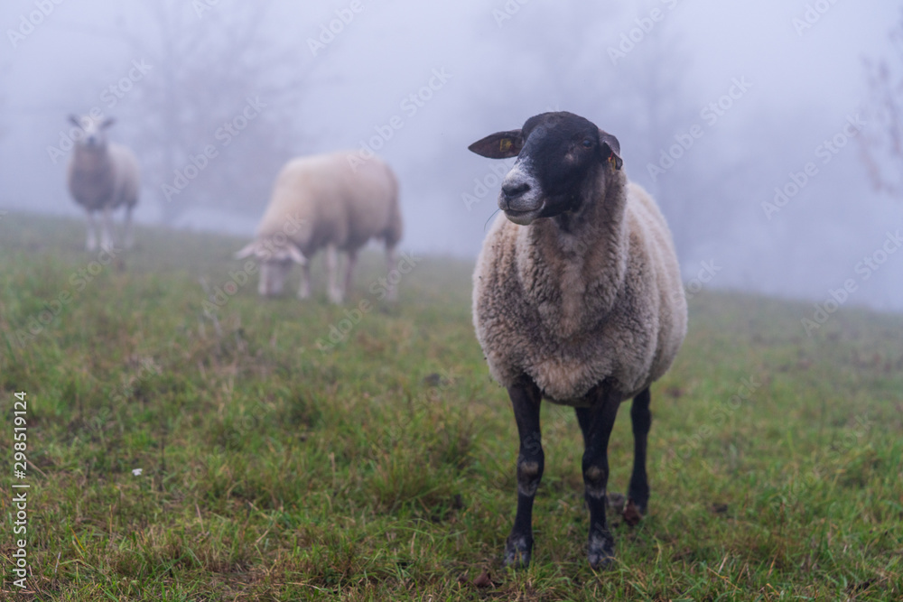 Schafe im Nebel zur Herbst Zeit Schafe im Nebel zur Herbst Zeit