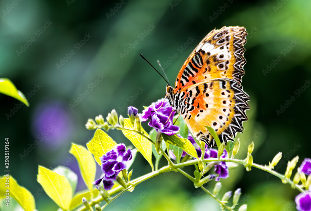 Orange and Yellow Butterfly on Purple Flowers Orange and Yellow Butterfly on Purple Flowers