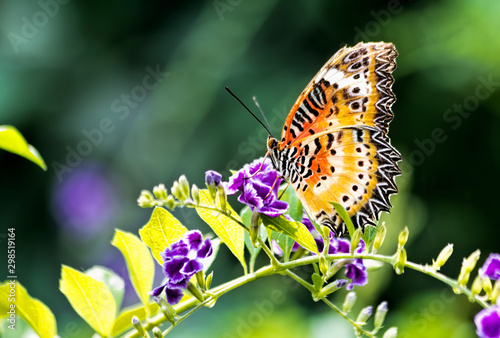 Orange and Yellow Butterfly on Purple Flowers