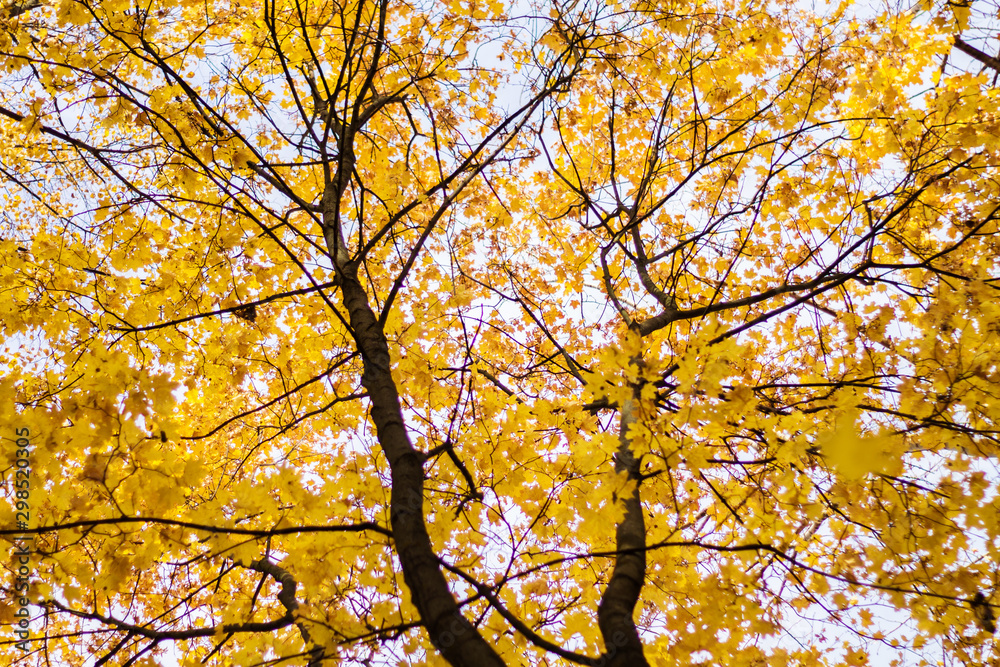 the top of the tree with yellow leaves against the blue sky, Sunny autumn day