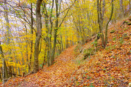 Pfälzer Wald im Herbst - in Palatinate Forest in autumn © LianeM