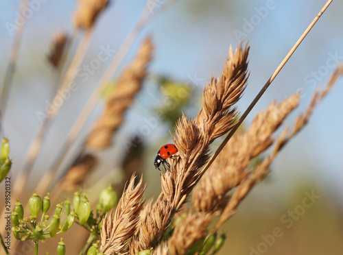 Ladybug on a blade of grass on the dawn. Selective focus.