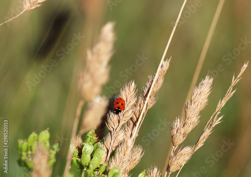 Ladybug on a blade of grass on the dawn. Selective focus.