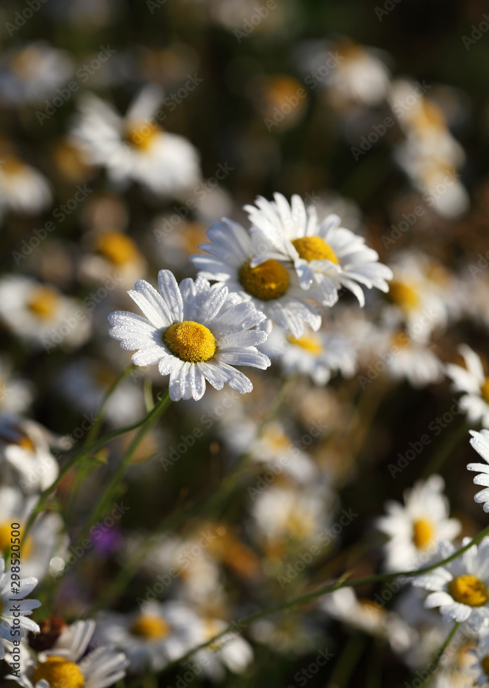Daisy with drops of dew in a meadow at dawn, selective focus. Daisy with drops of dew in a meadow at dawn, selective focus.