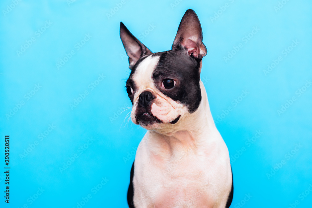 A Boston Terrier dog with a smart, serious look sits on a blue background.
