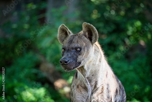 Portrait of a hyena looking at something