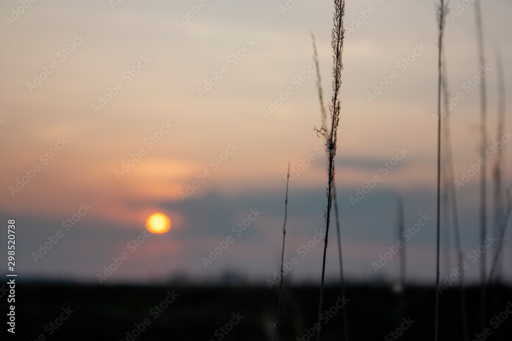 The sun at sunset in the clouds in the meadow. Orange disc of the sun at sunset in the clouds. Silhouette of plants on the horizon in the evening.