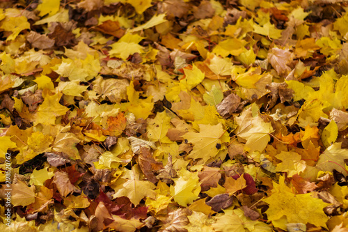 the ground is strewn with yellow leaves, autumn