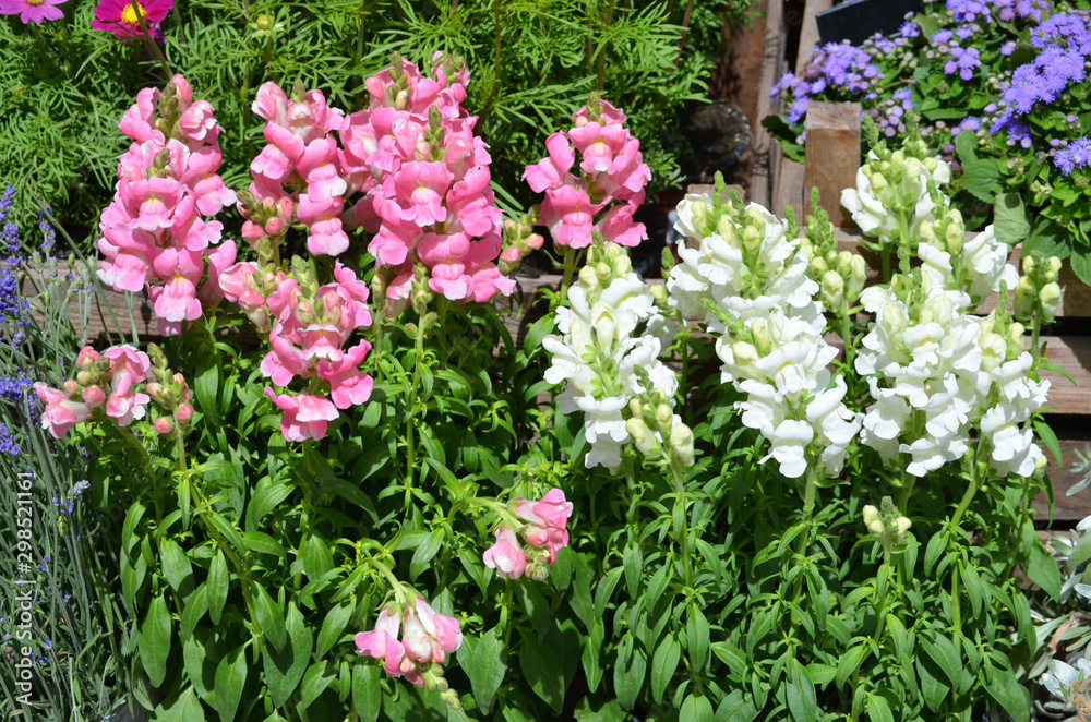 White and pink dragon flowers or snapdragons or Antirrhinum in a sunny spring garden, natural background