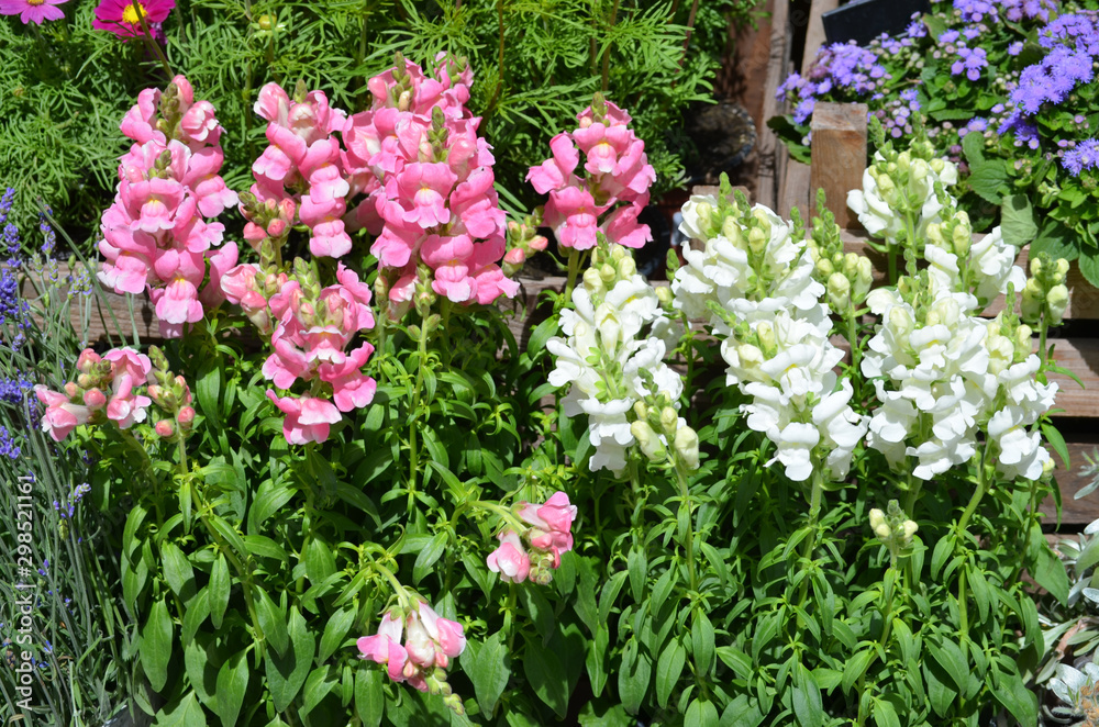 White and pink dragon flowers or snapdragons or Antirrhinum in a sunny spring garden, natural background White and pink dragon flowers or snapdragons or Antirrhinum in a sunny spring garden, natural background