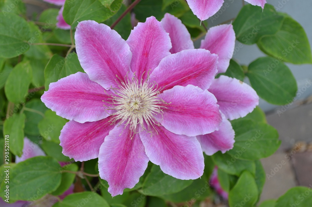 Close up of one light purple clematis flower in a sunny spring garden, top view Close up of one light purple clematis flower in a sunny spring garden, top view