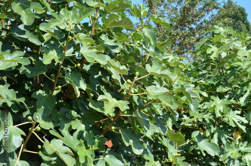 Green fig tree with leaves and fruits in a garden in a sunny summer day