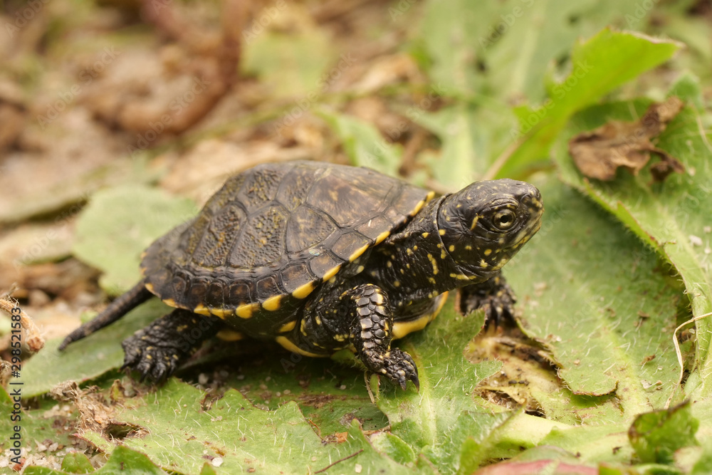 frisch geschlüpfte Europäische Sumpfschildkröte, Emys orbicularis. frisch geschlüpfte Europäische Sumpfschildkröte, Emys orbicularis.