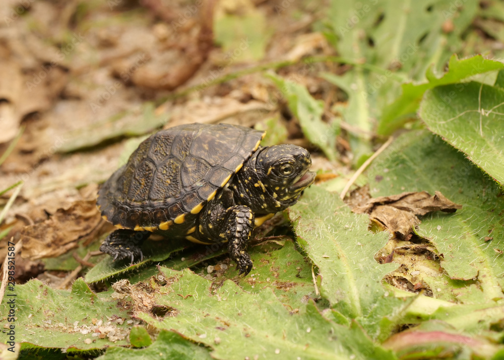 Europäische Sumpfschildkröte, Emys orbicularis, als Jungtier Europäische Sumpfschildkröte, Emys orbicularis, als Jungtier