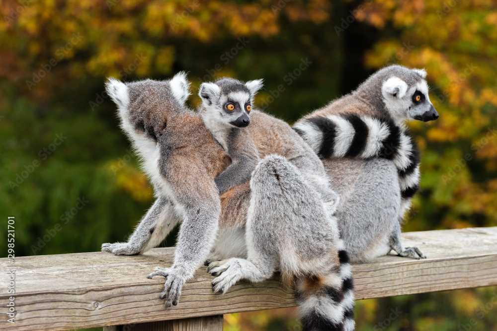 Lemur Catta Family with a cub