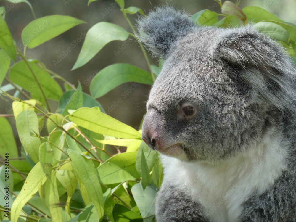 Fototapeta premium koala