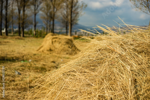 Rural landscape with straw