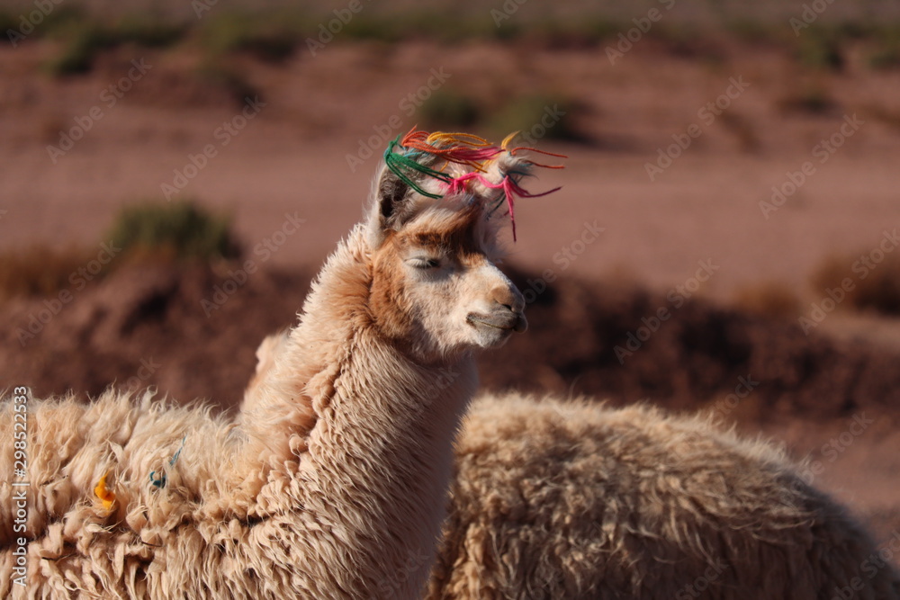 Obraz premium portrait of lama