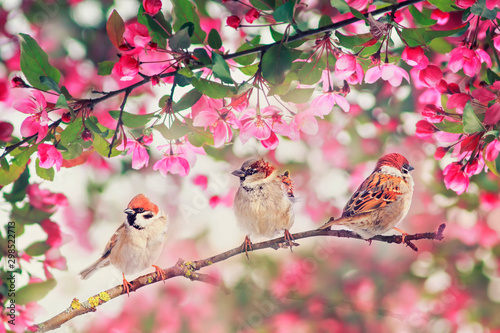 three cute bird sparrows sitting on among pink blossoming Apple tree branches in may garden on Sunny day