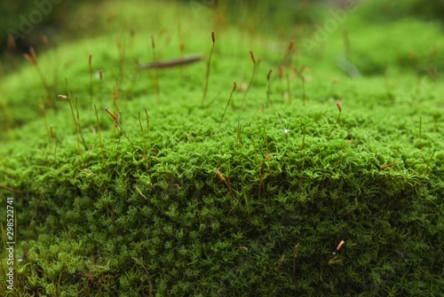 Green micro jungle with macro lens