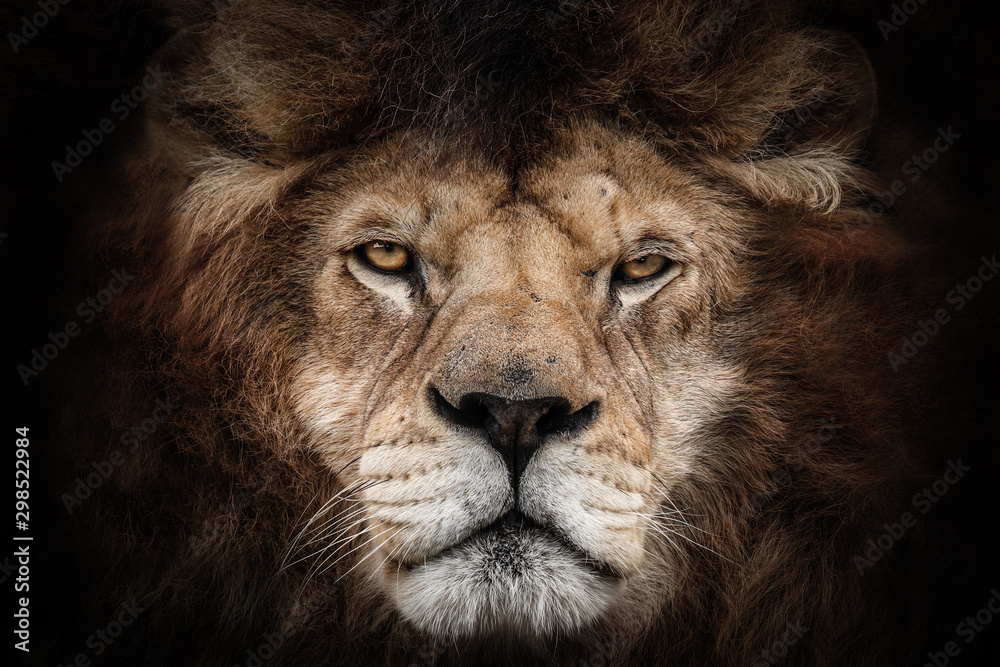 Lion - obrazy, fototapety, plakaty 