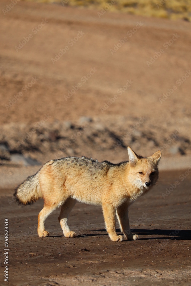 Fototapeta premium red fox in desert