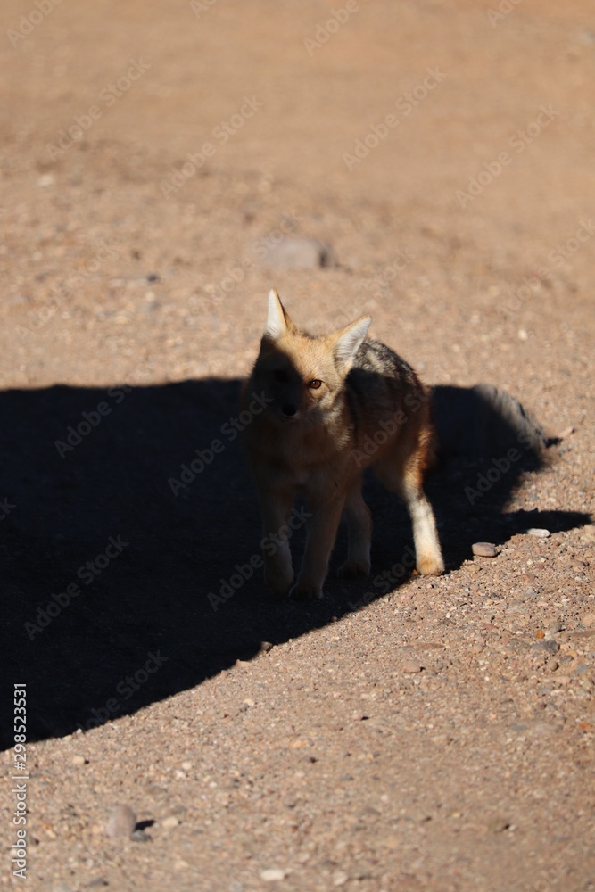 Fototapeta premium fox