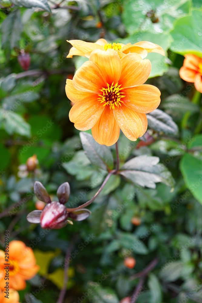 Obraz premium Dahlie