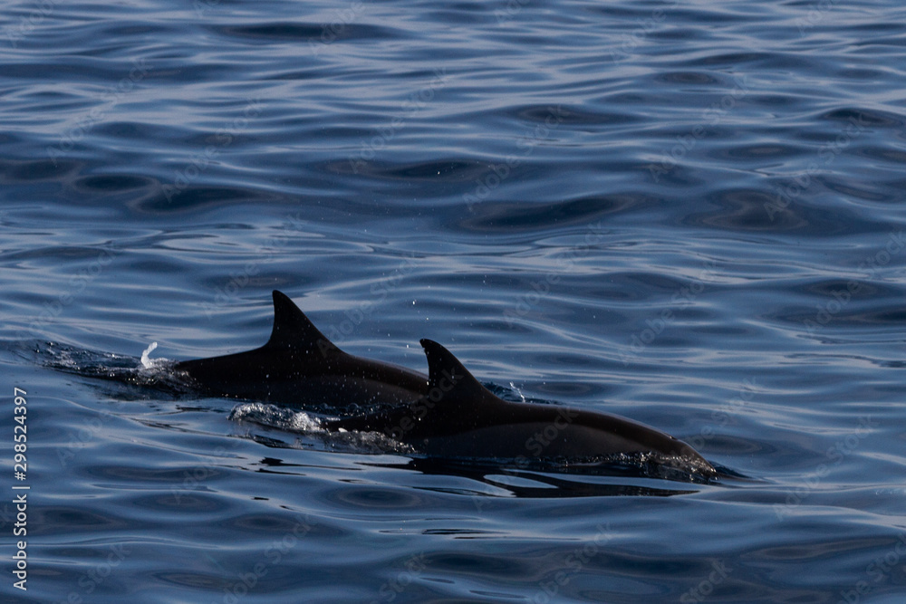 Fototapeta premium Spinner Dolphins