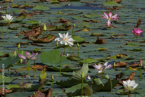 Fotografie Lily pond