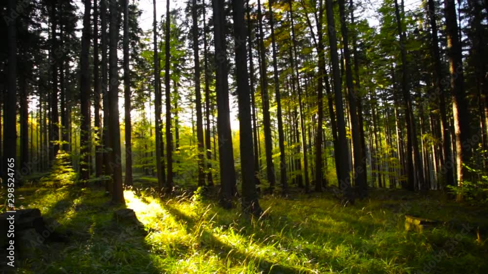 Morning sunlight comes through trees and creates shadows in meadow, pan shot Morning sunlight comes through trees and creates shadows in meadow, pan shot