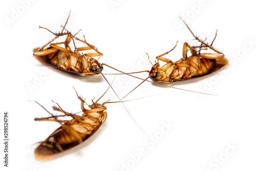 Macro closeup many cockroach lay dead isolated on white background, Group small brown insect with wing, Pest control animal that are dirty, disgust, creepy, disturb, destroy, contagion for hygiene