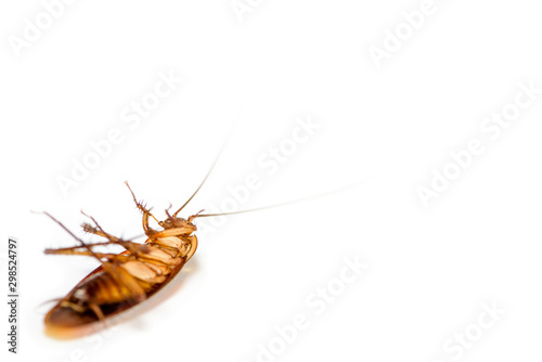 Macro close up one cockroach lay dead isolated on white background, Small brown insect with wing, animal that are dirty, disgust, creepy, disturb, destroy and contagion, Pest control with copy space