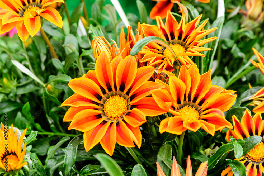 Vivid orange gazania flowers and green leaves in soft focus, in a garden in a sunny summer day Vivid orange gazania flowers and green leaves in soft focus, in a garden in a sunny summer day