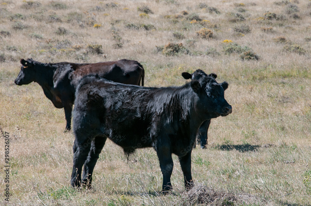 Black Angus cow and two bull calves in the sun. Black Angus cow and two bull calves in the sun.