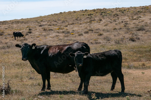 Black Angus cow and her calf looking at the camera.
