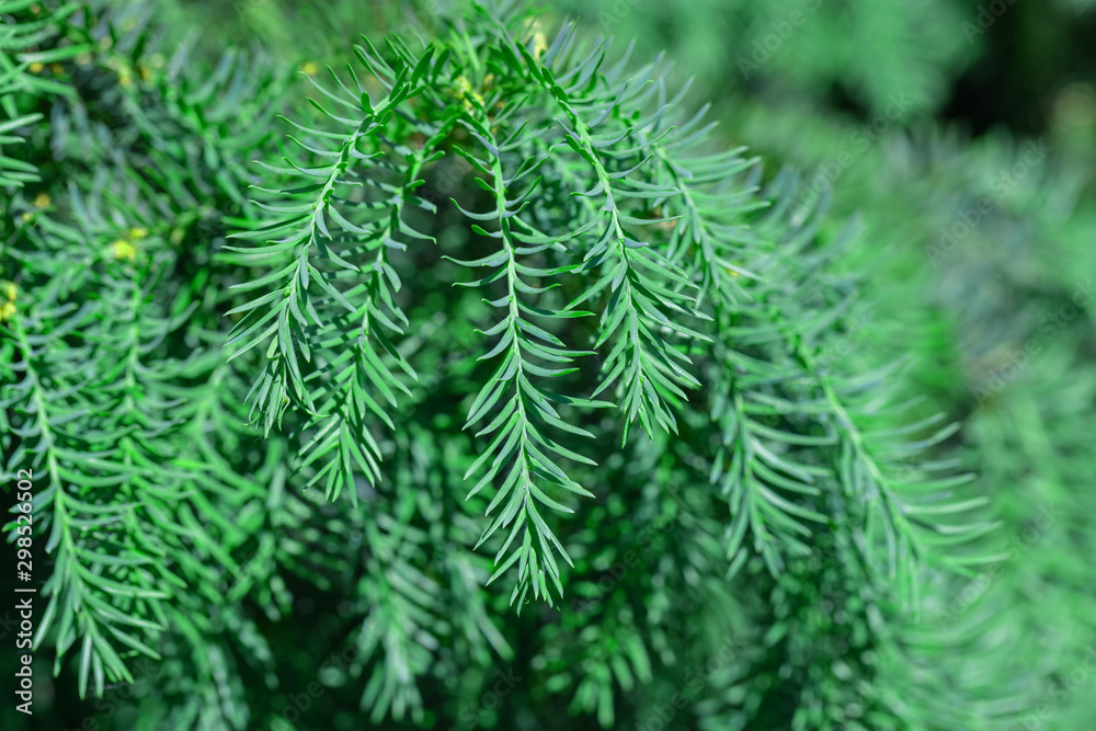 Green larch background.