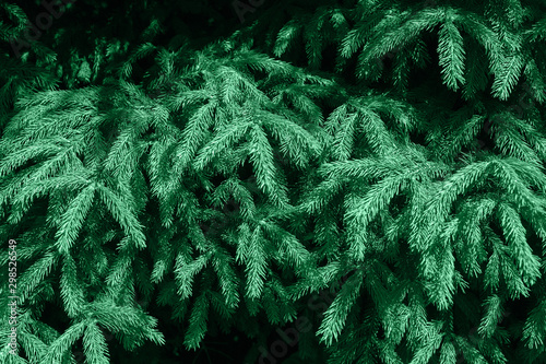 Green evergreen background.