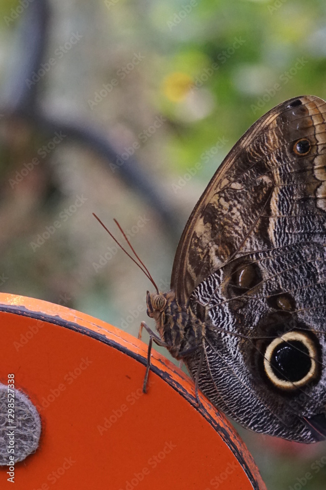 Schmetterling,Eulenschmetterling mit den Flügeln verziert mit großen Augen  Caligo-memnon, Stock Photo | Adobe Stock