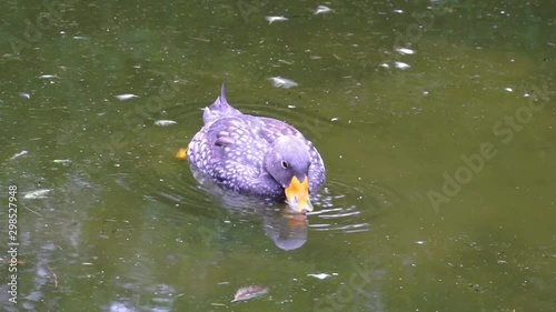 closeup of a fuegian steamer duck floating on the water and then diving for food, typical waterfowl behavior, tropical animal specie from south America photo