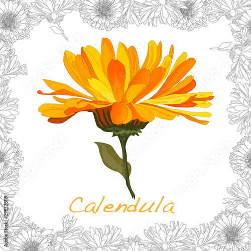 Calendula. Medical herb illustration isolated on white. Vector illustration