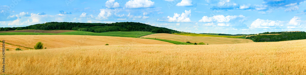 Fototapeta premium piękny krajobraz panoramiczny widok na pole pszenicy, kłosy i żółto-zielone wzgórza