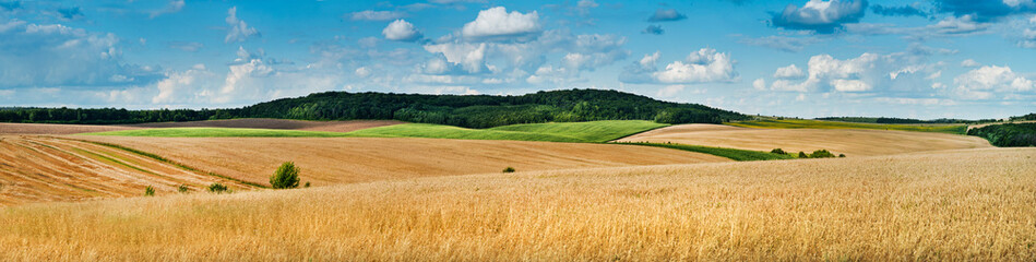 Acrylglasbilder Blau big panoramic view of landscape of wheat field, ears and yellow and green hills  © pavlobaliukh