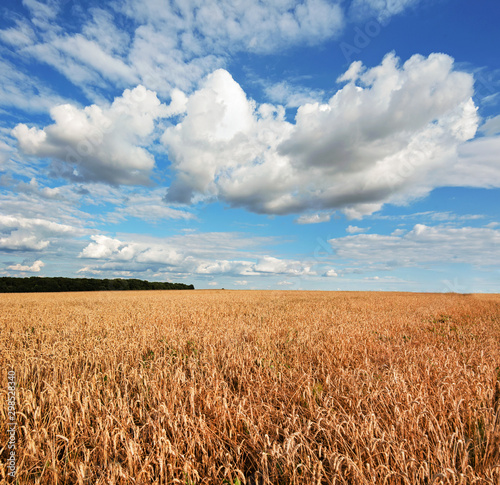 field of wheat under beautiful blue cloudy sky