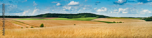 big panoramic view of landscape of wheat field, ears and yellow and green hills © pavlobaliukh