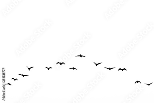 Geese flying south for the winter in v formation with negative space