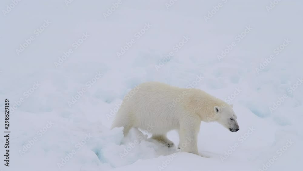 Polar bear walking in an arctic. Polar bear walking in an arctic.