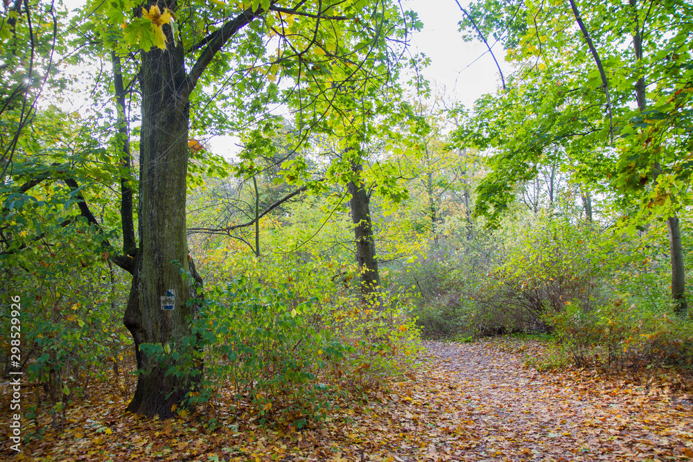 Path going through a park, autumn