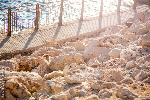 Cape Daman sits among the stones photo